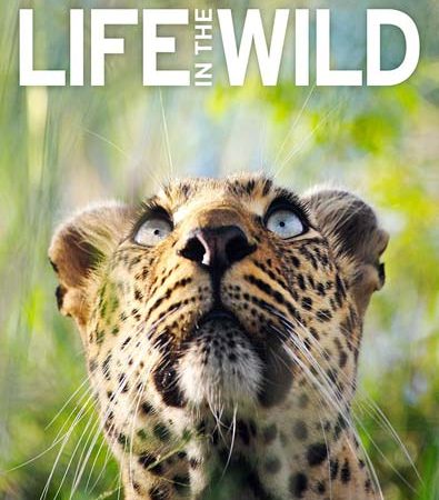 DK_Books_Life_in_the_wild.jpg