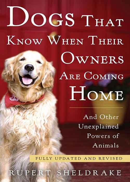 Dogs_That_Know_When_Their_Owners_Are_Coming_Home_Rupert_Sheldrake.jpg