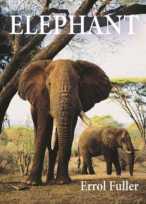 Elephant.jpg Elephant.jpg