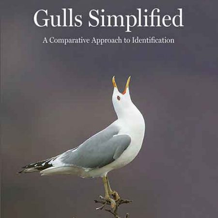 Gulls_Simplified_A_Comparative_Approach_to_Identification.jpg